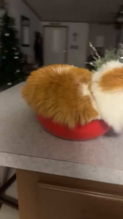 Took the bowl out to make food, I left for not even a minute, and came back to this…