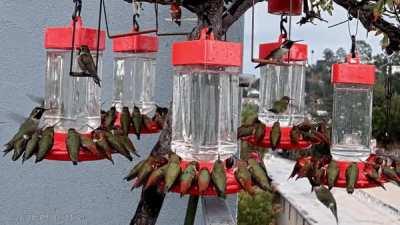 Hundreds of hummingbirbs having a feast at a location that's been feeding them for over 8 years straight. Never seen this quantity of wild hummers in a single location before!