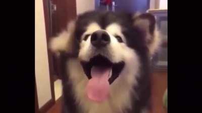 This good boi can wiggle his ears