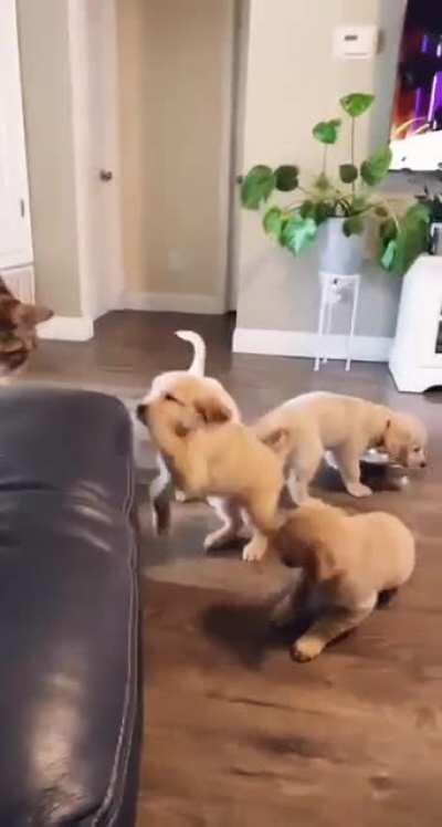 there can only be one king