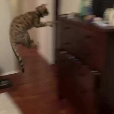 when I tell my cat she can’t have her pills: