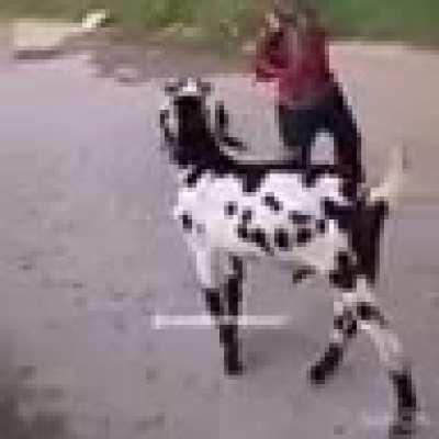 This boy deserves all the headbutts he gets