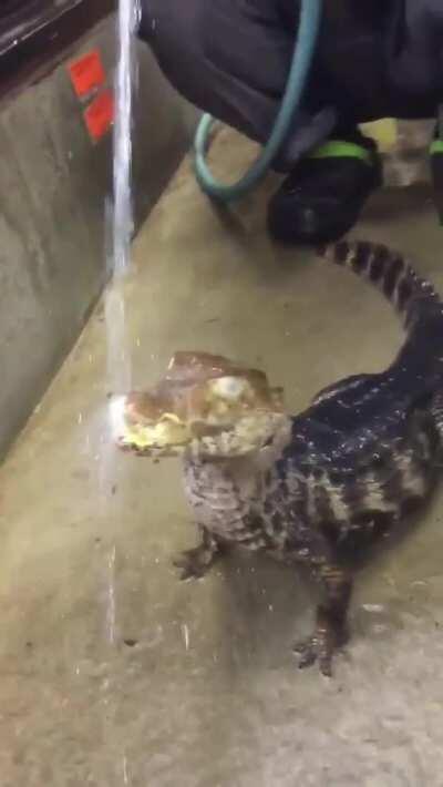 Little alligator getting some water.
