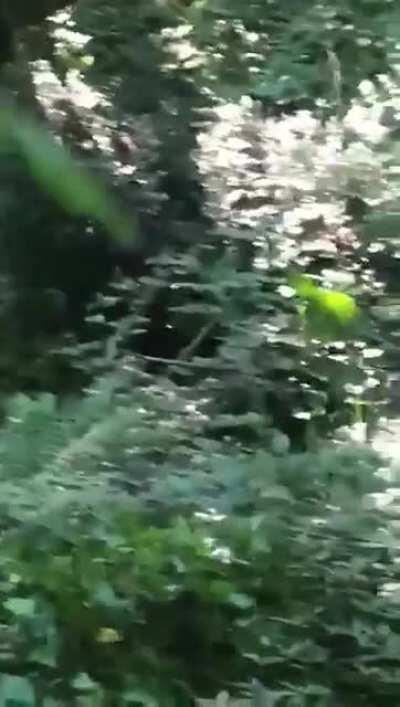 WCGW Tarzan am I right