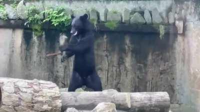 The bare necessities of life, they'll come to you (sound on)