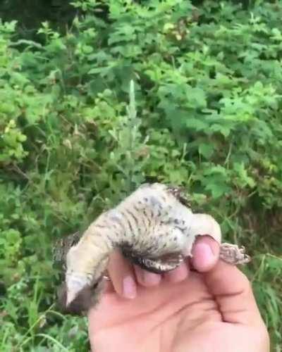 Вертишейка (лат. Jynx torquilla)