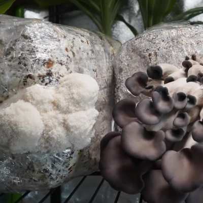 Lion's Mane & Blue Oyster Mushrooms