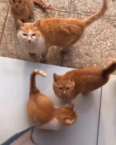 Hungry hungry kittens and their demands