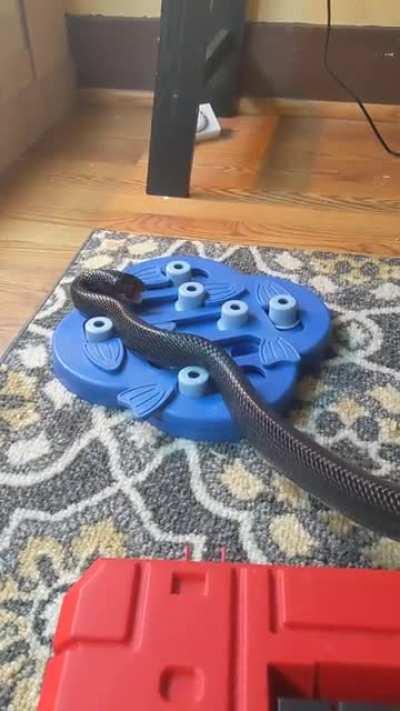 His first time seeing this food puzzle went really well!