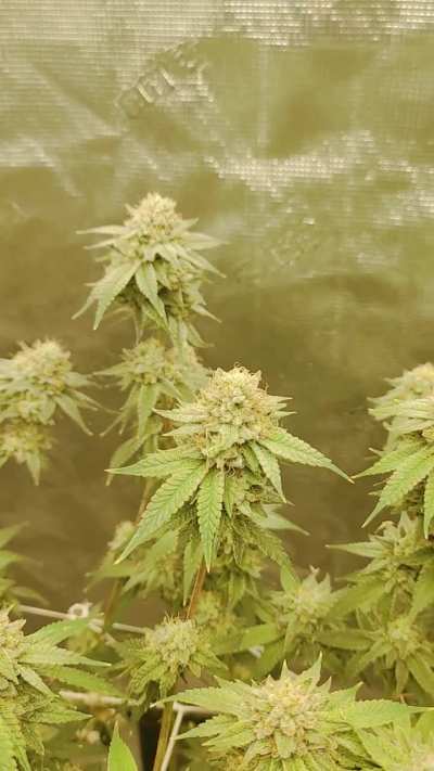 Triangle Kush x Zchem - Day 50 - People Under the Stairs genetics