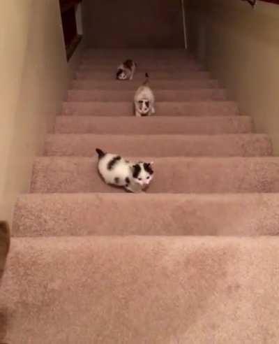 Teaching foster kitties to climb stairs 