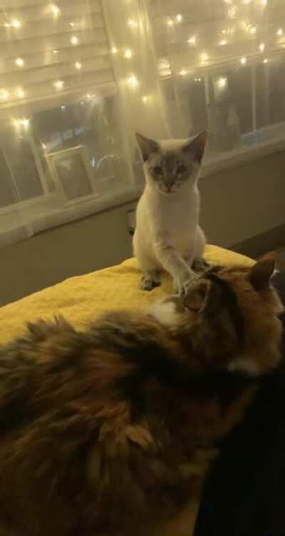 I think she&rsquo;s finally warming up to the new kitten.....