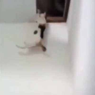 cat falling down the ceiling?