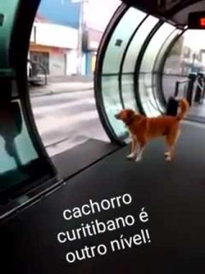 Cachorro Curitibano