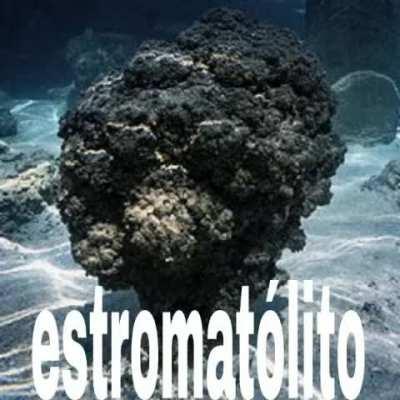 estromatólito