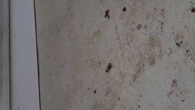 Crush bugs sandals flat thong