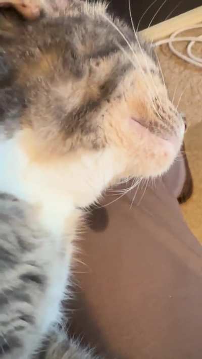 Penny loves when I’m working from home so she can shanghai my lap and start drooling while she purrs!