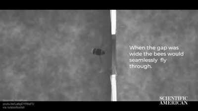 How bumblebees squeeze through small spaces when dodging branches and shrubs