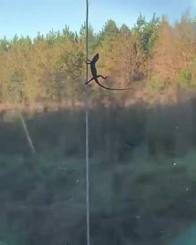 Born to be wild indeed