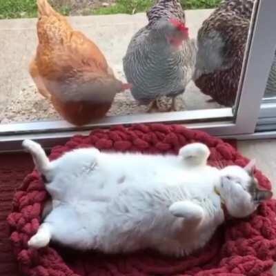 When derpness draws other animals.