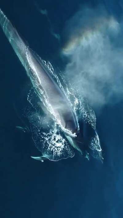 🔥 Blue whale and dolphins