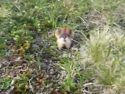 This lemming is not backing down