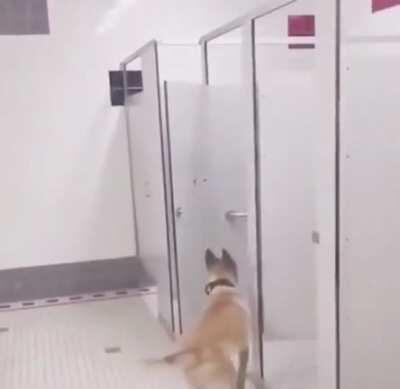 WCGW ditching your dog