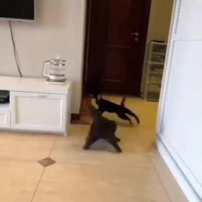 Void Grand Prix ... 🐈‍⬛️🏁