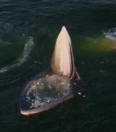 An Eden's whale trap feeding in the Gulf of Thailand