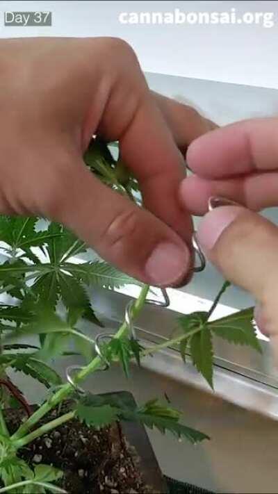 Cloned an Autoflower then gave it a bonsai aesthetic