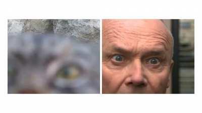 If Creed was a cat...