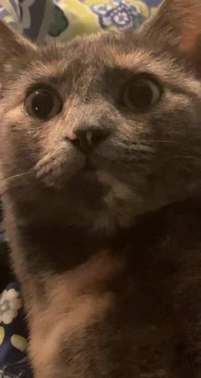 my kitten still remembers the war...