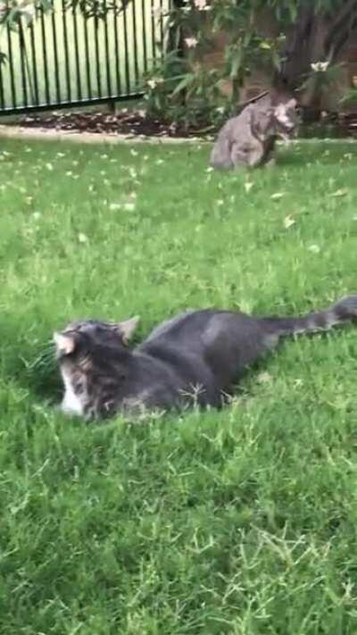 Simon and Tucker RIP - I just discovered this sub a little too late as they belong no here. Simon (foreground) passed away last year and we just lost Tucker (background) last week. They turned me into a cat lover. Especially Tucker who was my buddy.