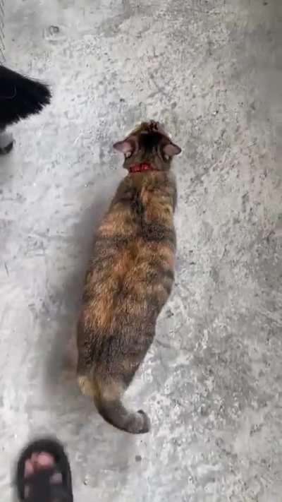 cats are wildly unpredictable 