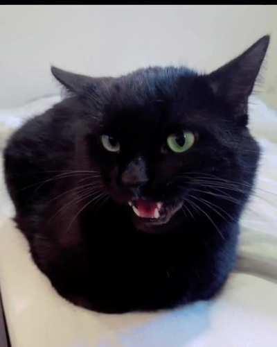 Meowing black catloaf 🖤🐈‍⬛