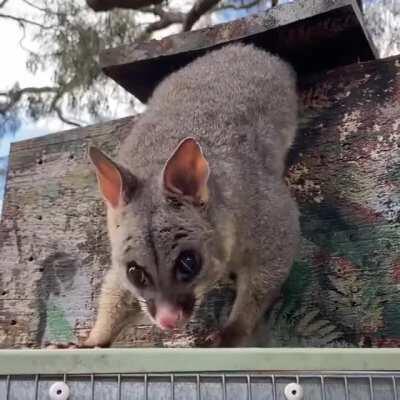 This possum was determined to get the apple without fully leaving their box
