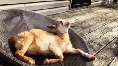 Sleepy goat