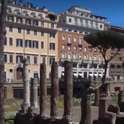 Unexpected Scrungy Cat