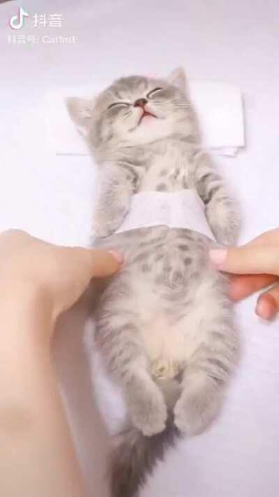 Ya vieron muchos memes malos, tomen un gatito en una spa