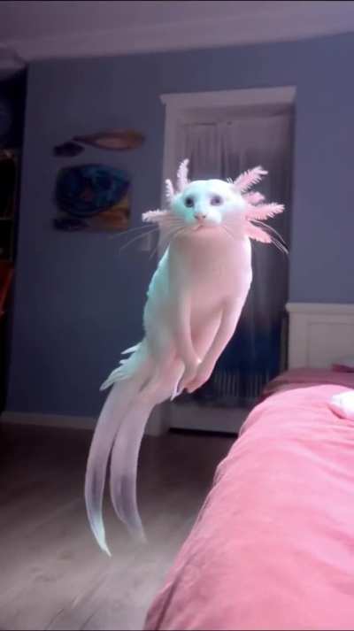 Something's wrong with my cat