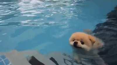 Swimmie boi