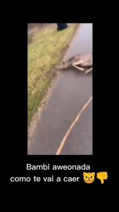 Bambi truco 🤙🥵🔥