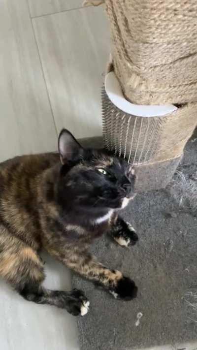 Minerva is Missing Her Back Left Leg - Which Means She Needs Help Scratching Her Left Ear