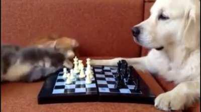 When the referee jumps into the game.