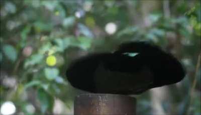 🔥 Victoria's Riflebird mid-performance