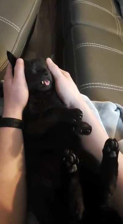 Have you ever seen a more chilled out cat?