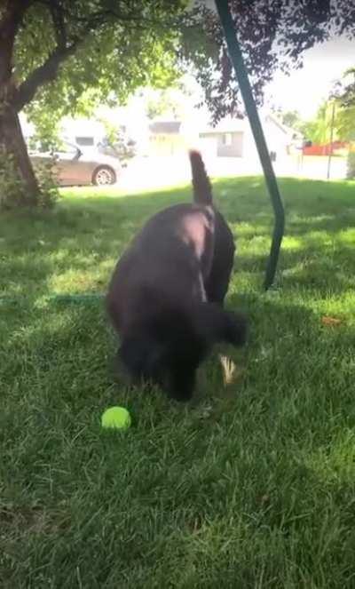Dog meets some butterflies