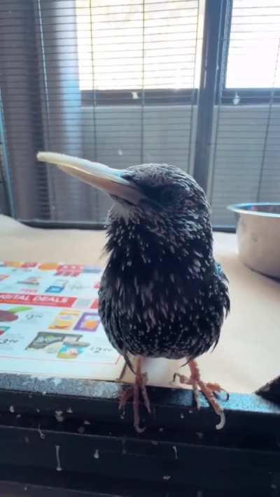 Nature didn’t have to go THIS hard with mimicry