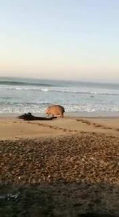 Wildlife on Richard's Bay beach