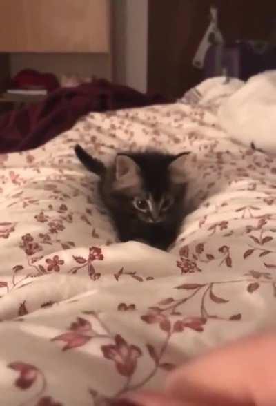 A kitten Doing Kitten Things